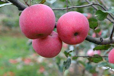 苹果-开胃和胃 延年益寿